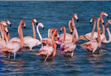 Sunday Market in Belgrade